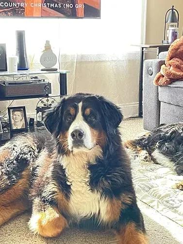 Oscar, Bernese Mountain Dog, 11