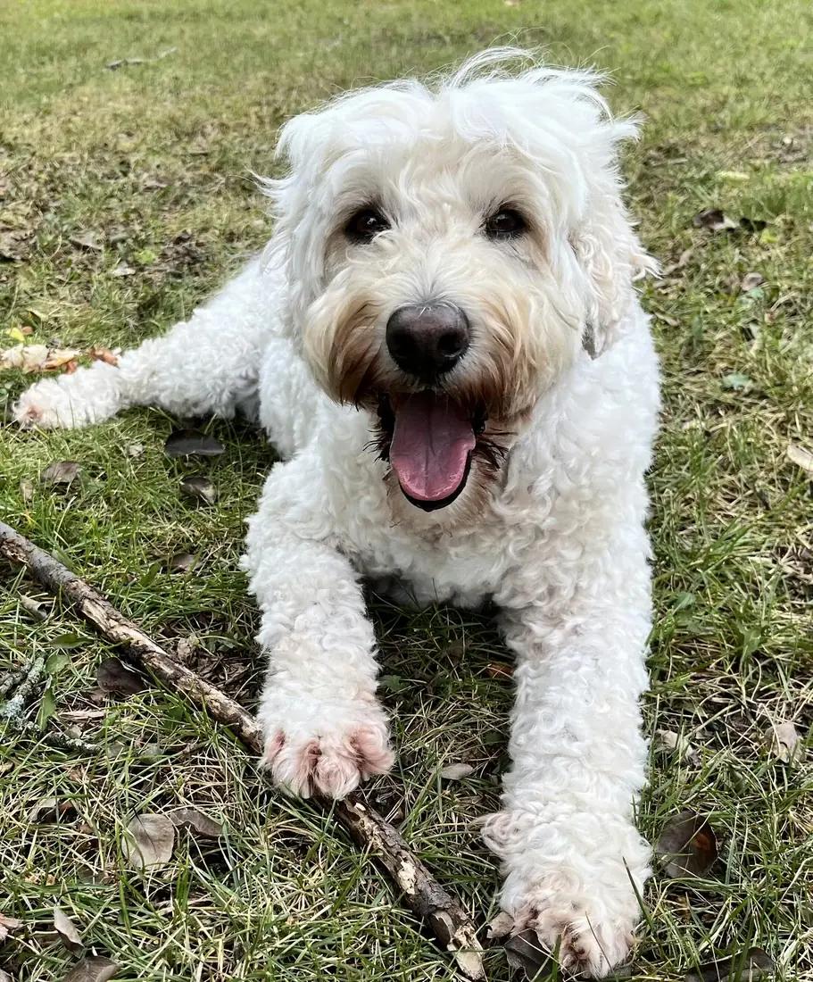 Max, Labradoodle, 10