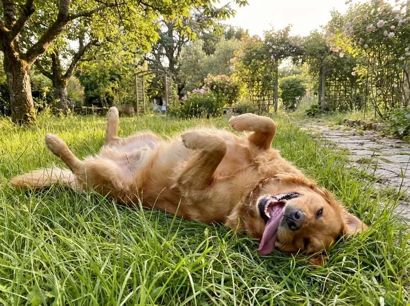 Riley, Golden Retriever, 13
