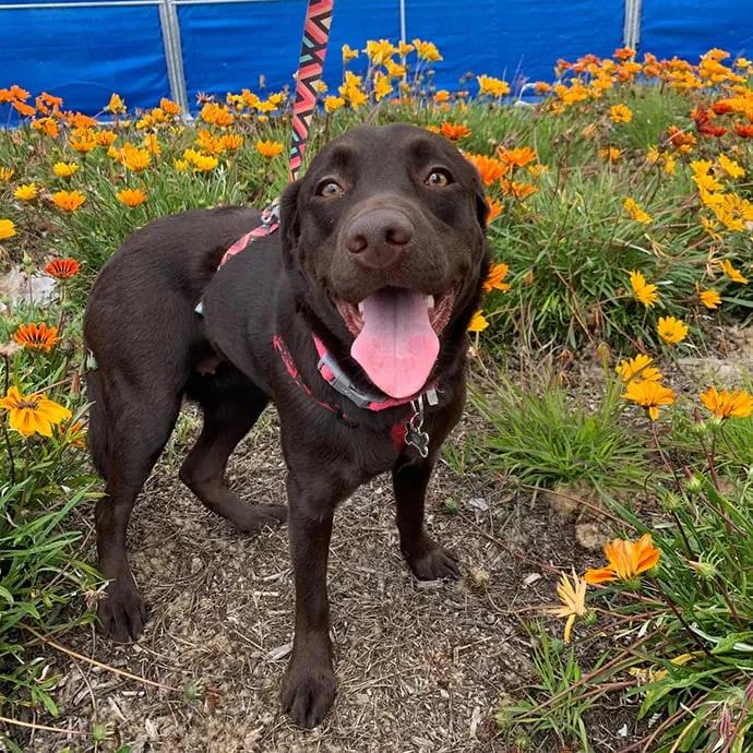 Coco, Labrador, 14