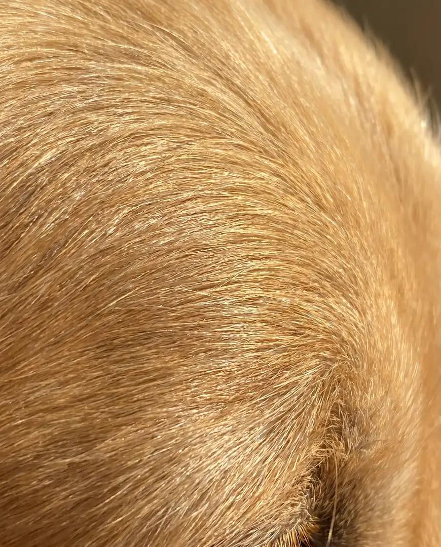 Close-up of a healthy, shiny dog coat