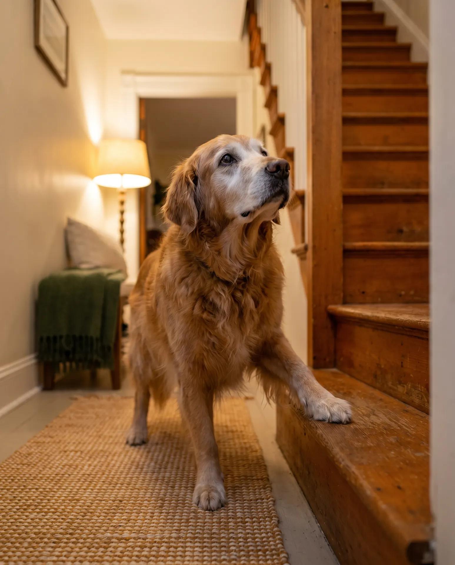 A senior golden retriever with a greying muzzle pausing at the bottom of the stairs, one paw on the first step, looking up.